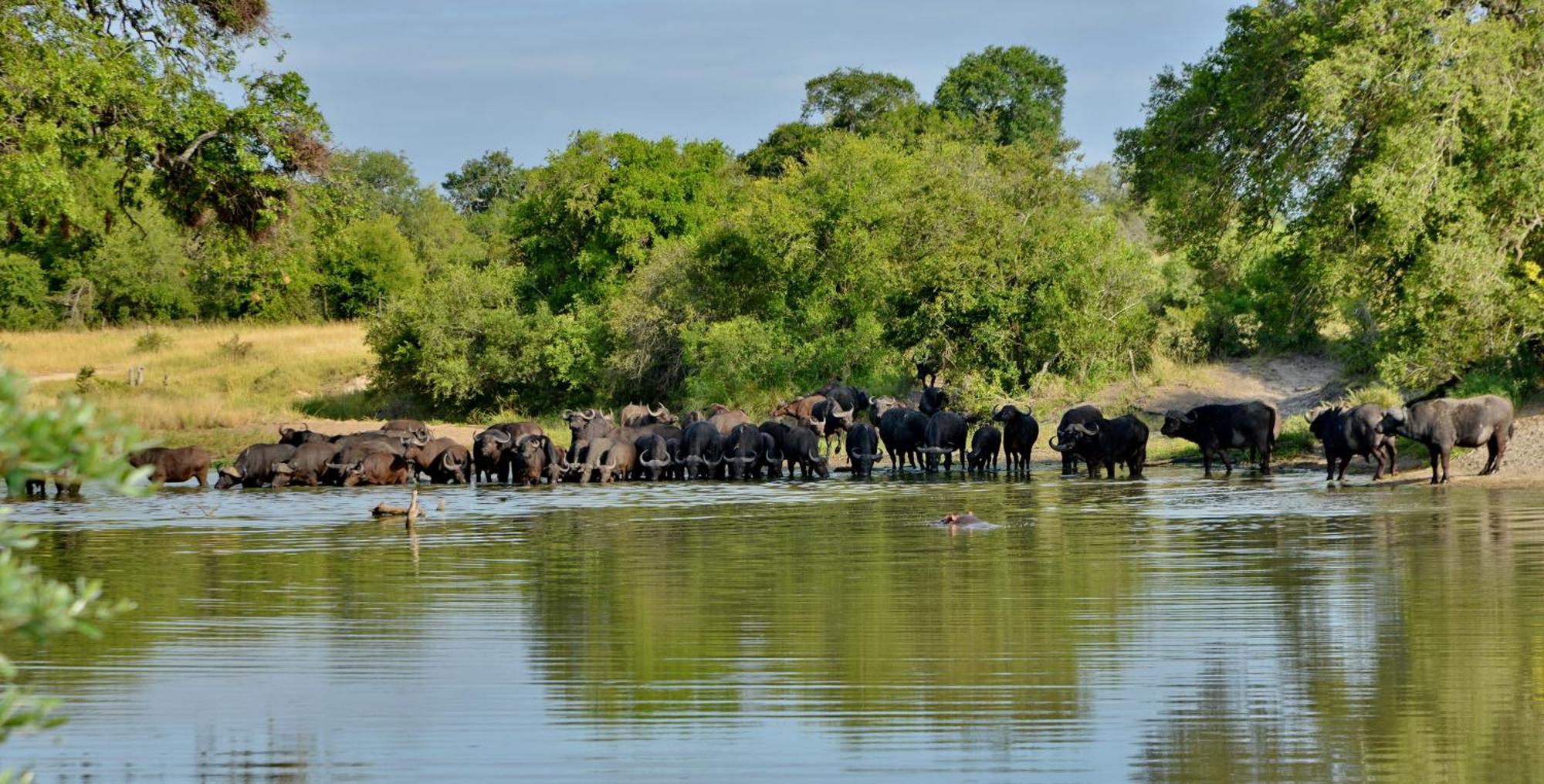 ホテル Rhino Walking Safaris スククザ エクステリア 写真